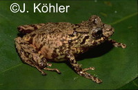 : Pristimantis platydactylus