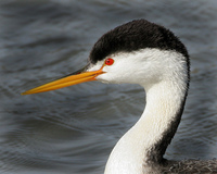 : Aechmophorus clarkii; Clark's Grebe