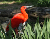 : Eudocimus ruber; Scarlet Ibis