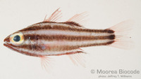 : Apogon nigrofasciatus