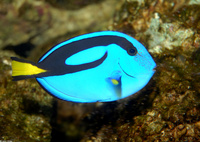 : Paracanthurus hepatus; Blue Tang