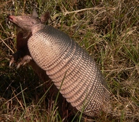 : Dasypus novemcinctus; Nine-banded Armadillo