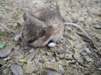 : Peromyscus maniculatus