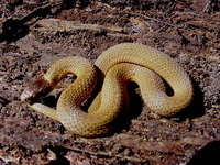 : Storeria occipitomaculata obscura; Florida Red-bellied Snake