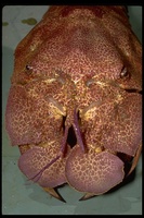 : Scyllarides astori; Slipper Lobster