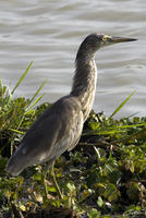 Ardeola grayii   Indian Pond Heron photo