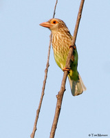 Lineated Barbet