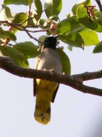 Black-headed Bulbul(Pycnonotus atriceps)