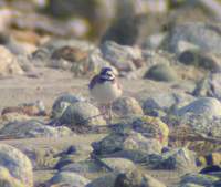 ...Long-billed Plover (Charadrius placidus) 2004. december 25. Deban (Noa-Dihing River), Namdapha N