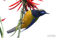 Orange-bellied Leafbird 橙腹葉鵯