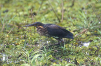 Black Bittern Ixobrychus flavicollis