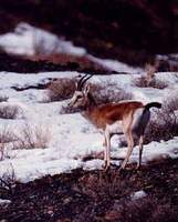 고와 - 거위목영양 Gazella subgutturosa. Goitered gazelle