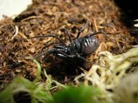 Ischyropsalis hellwigi
