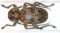 Lepromoris gibba