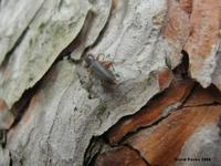Nothorhina punctata