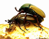 Eudicella euthalia bertherandi