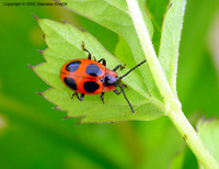 Endomychus coccineus