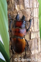 Odontolabis gazella