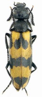 Mylabris pannonica