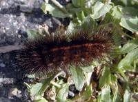 Spilosoma lubricipeda - White Ermine