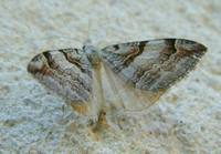 Aplocera praeformata - Purple Treble-bar
