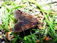 Apamea crenata - Clouded-bordered Brindle