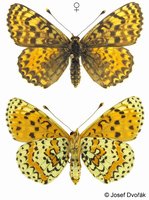 Melitaea didyma - Spotted Fritillary