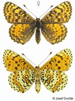 Melitaea didyma - Spotted Fritillary