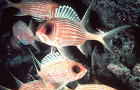 Holocentrus rufus, Longspine squirrelfish: fisheries, aquarium
