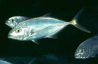 Carangoides bartholomaei, Yellow jack: fisheries, gamefish