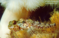 Oligocottus maculosus, Tidepool sculpin: aquarium