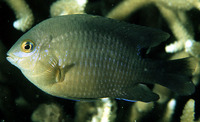 Stegastes nigricans, Dusky farmerfish: fisheries, aquarium