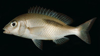 Scolopsis bimaculatus, Thumbprint monocle bream: fisheries