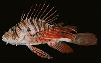 Pterois russelii, Plaintail turkeyfish: fisheries, aquarium