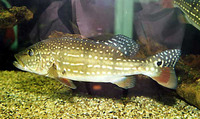Cichla temensis, Speckled pavon: fisheries, aquaculture, gamefish, aquarium