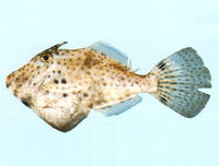 Pseudomonacanthus peroni, Pot-bellied leatherjacket: