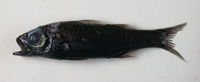 Howella brodiei, Pelagic basslet: