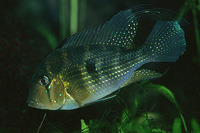Acarichthys heckelii, Threadfin acara: fisheries, aquarium