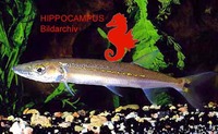Acestrorhynchus falcirostris, : fisheries, aquarium