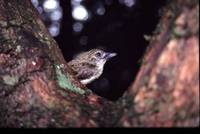 Speckled Tinkerbird