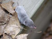 Image of: Blarina brevicauda (northern short-tailed shrew)