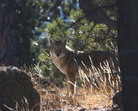 Image of: Canis latrans (coyote)