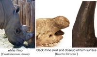 Image of: Ceratotherium simum (white rhinoceros), Diceros bicornis (black rhinoceros)