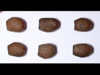 Creoxylus spinosus