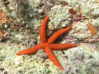 Echinaster sepositus