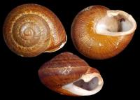 Hemicycla bidentalis bidentalis