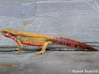 Cynops pyrrhogaster - Japanese Fire Belly Newt