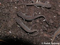 Triturus boscai - Bosca's Newt