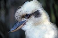 Dacelo novaeguineae - Laughing Kookaburra