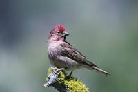 Carpodacus cassinii - Cassin's Finch